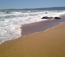 Золотой пляж в Крыму фото